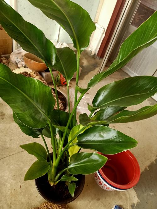 2026年大理绿植盆栽经销商前5名推荐：庭院风水与源头好物盘