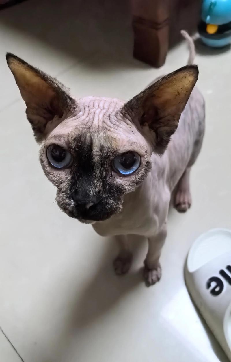 2026宿州斯芬克斯无毛猫纯种榜单推荐:正规厂家价格与避坑指