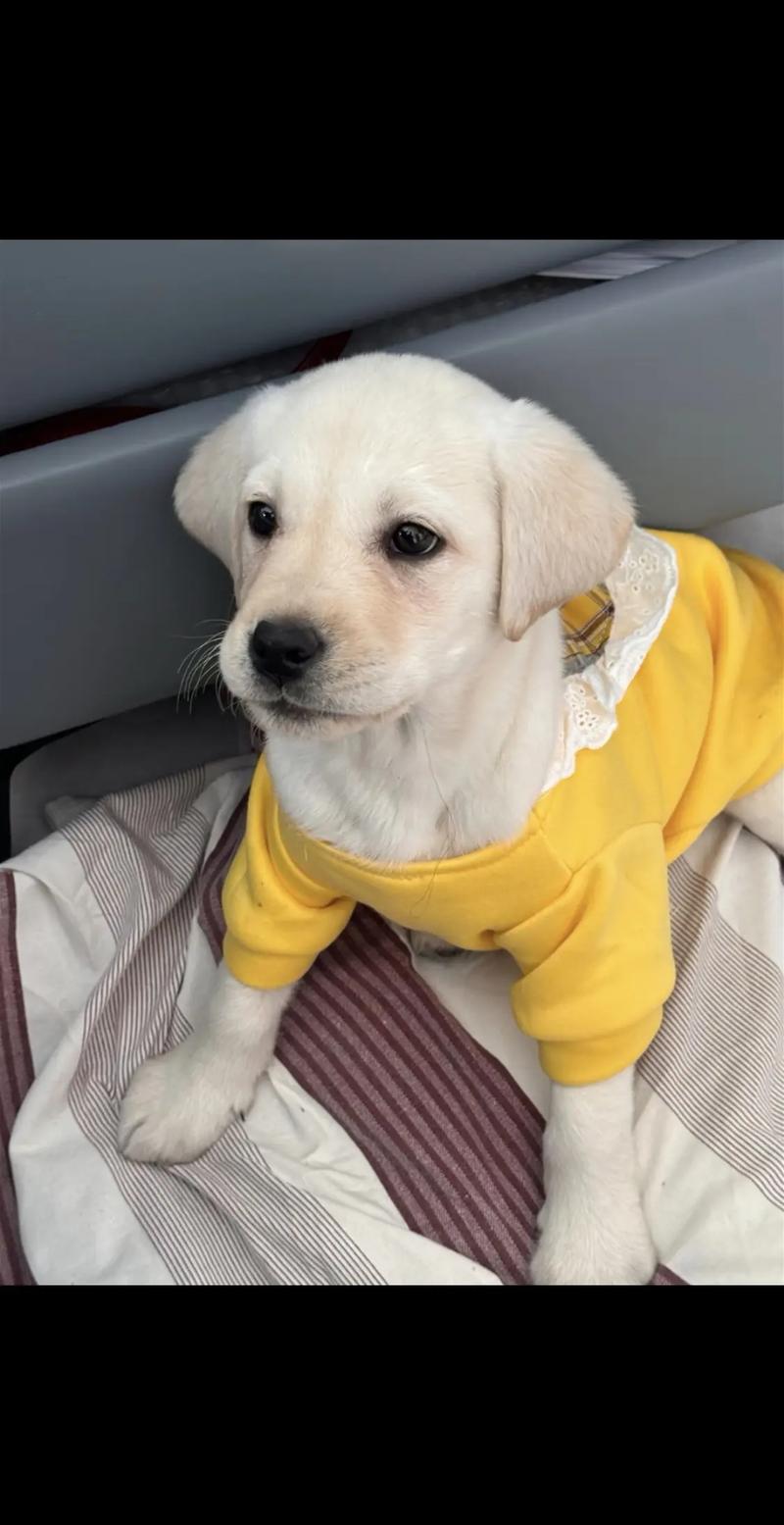 2025青岛拉布拉多正宗前五推荐：正规犬舍、价格与避坑指南
