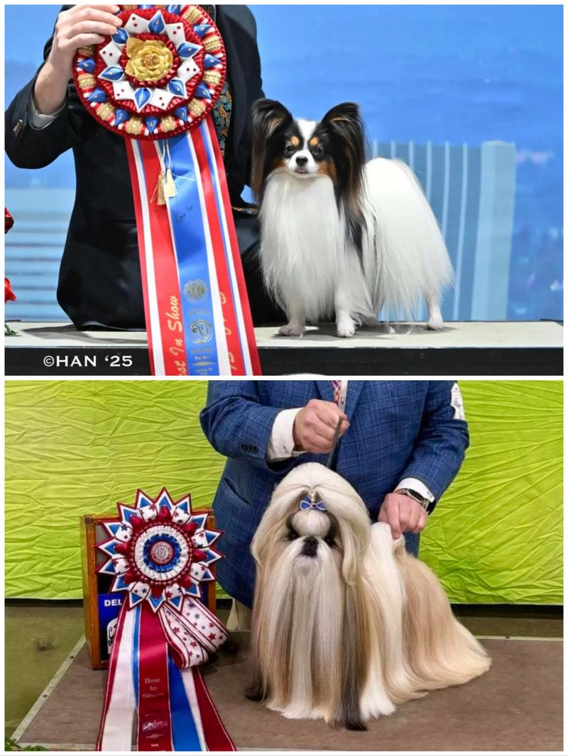2026年六盘水蝴蝶犬厂家前三推荐与正规选购避坑指南