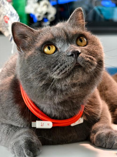 2026年锡林郭勒新加坡猫市场分析:如何挑选正规纯种繁育中心