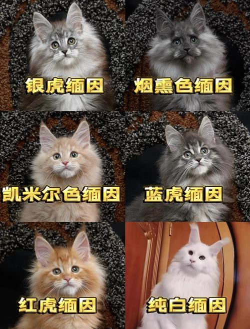 宝鸡缅因猫纯种推荐清单:2026年正规繁育基地口碑前五名盘点