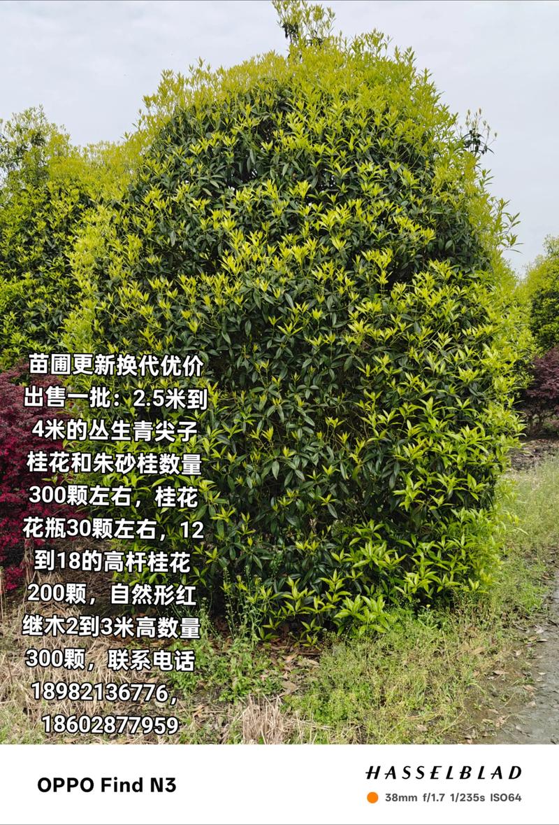 廊坊本地园林种苗排名：2026年度专业厂商盘点与工程绿化选购