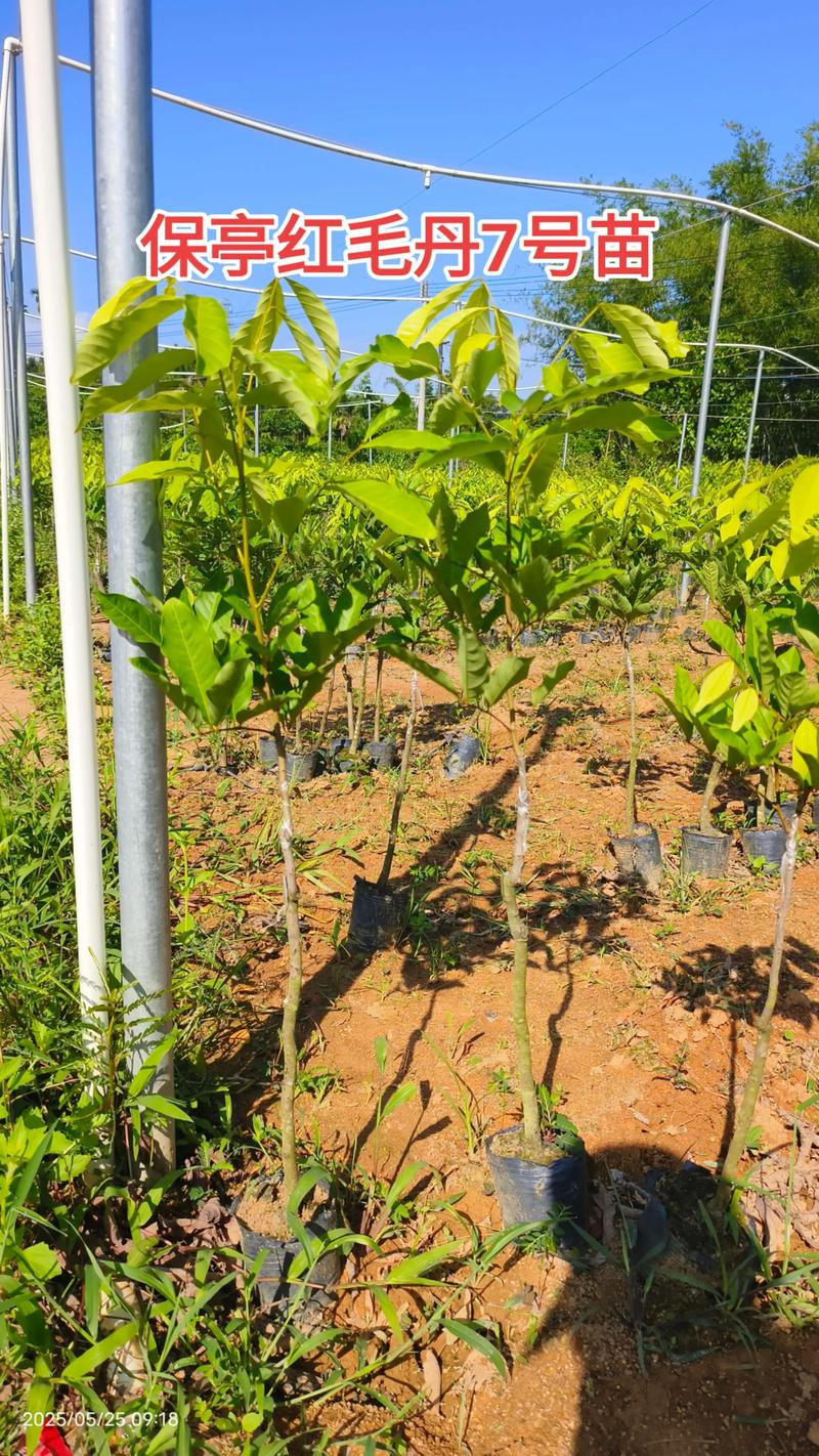 七台河园林种苗苗圃厂家前十解析：工程绿化种植技术与选品指南