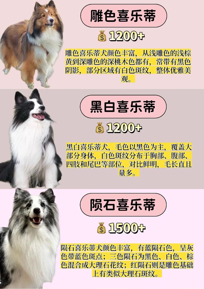 2026江门喜乐蒂配种前三强推荐：专业、正规与费用的深度解析