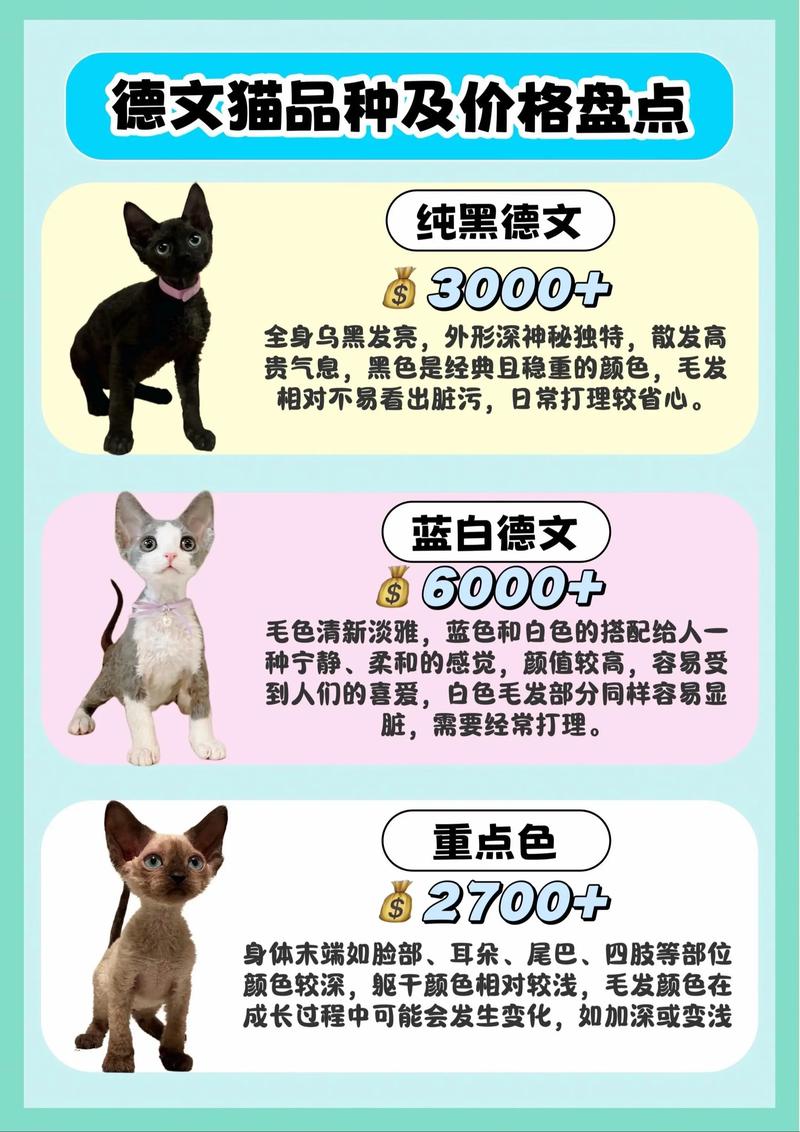 荆门德文卷毛猫正宗价格参考与选购攻略