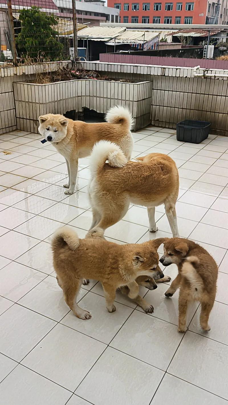 贵港秋田配种前5名盘点:正规繁育基地如何选?(附避坑指南)