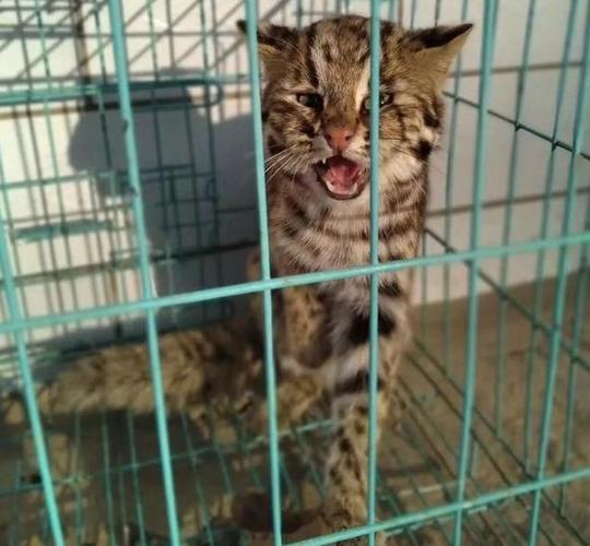 2026年七台河宠物配种价格大揭秘：豹猫、英短、金毛等热门品