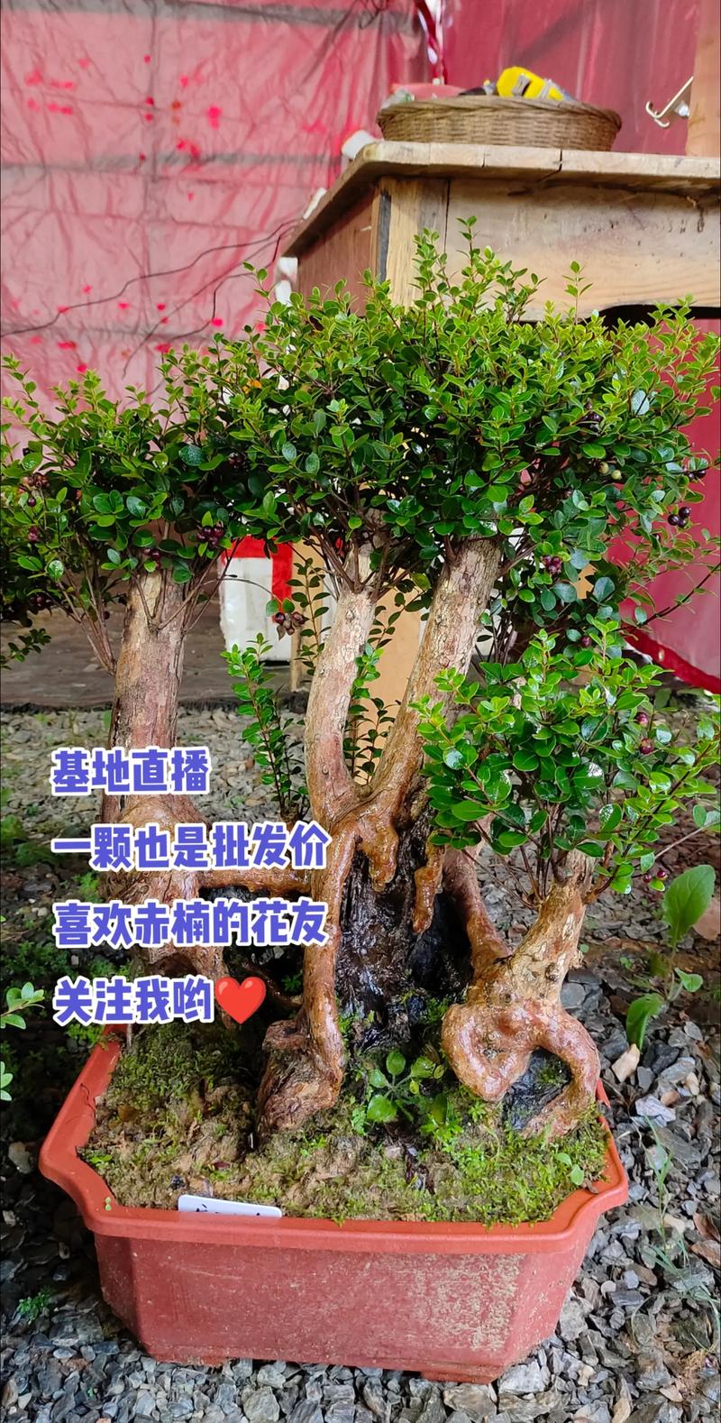 2026益阳盆景批发代理商推荐:正规避坑指南与优质商家选择标