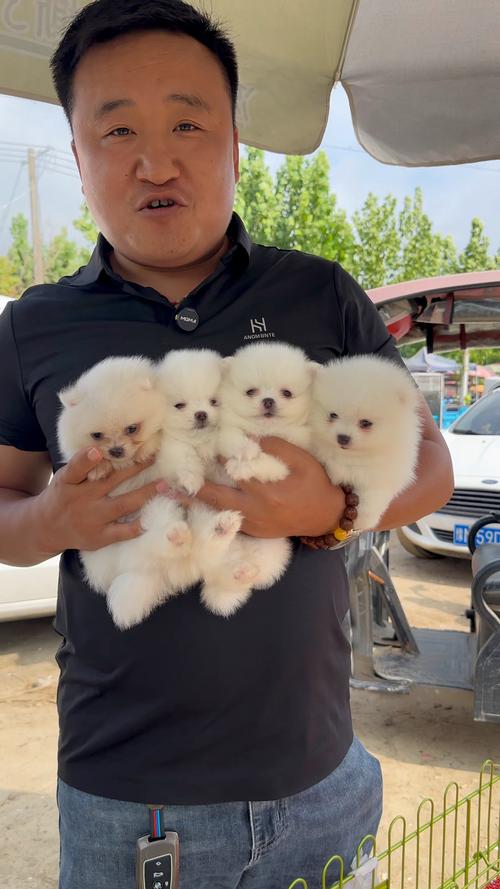 临沧博美出售专业避坑指南:如何选择正规犬舍与正规渠道