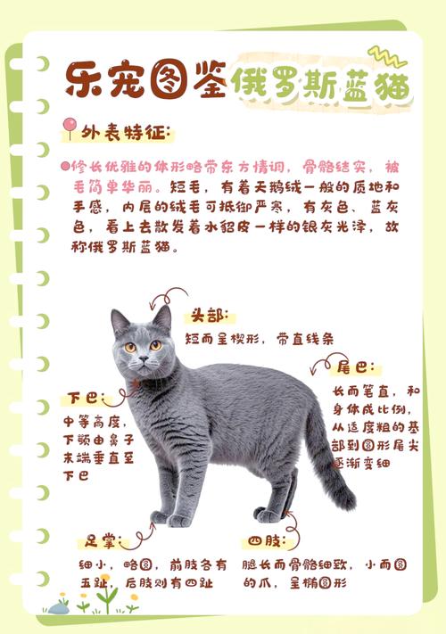 2026年营口俄罗斯蓝猫正宗口碑推荐与纯种选购避坑指南