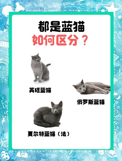 2026年营口俄罗斯蓝猫正宗口碑推荐与纯种选购避坑指南 2026年营口俄罗斯蓝猫正宗口碑推荐与纯种选购避坑指南