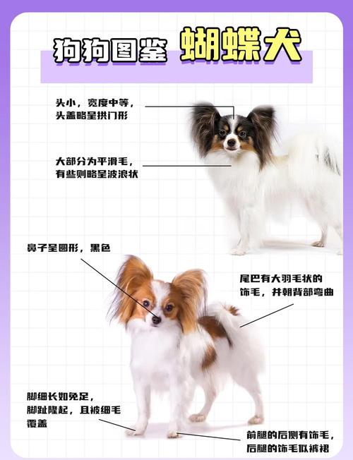 湛江蝴蝶犬配种推荐清单：正规渠道与2026选购指南
