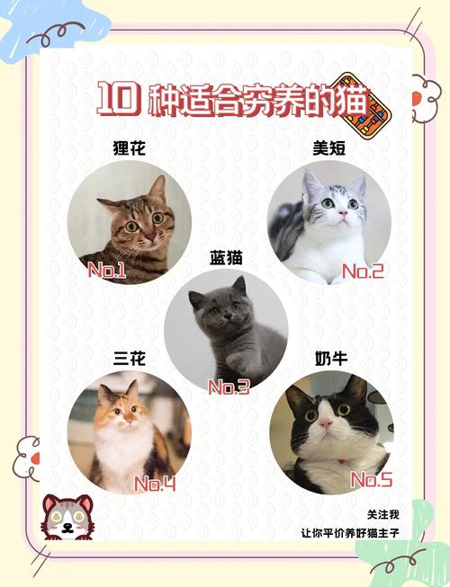2026中卫褴褛猫厂家正规盘点：价格、口碑与避坑指南