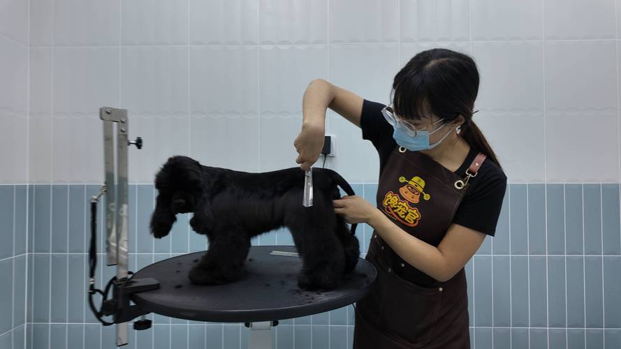 泉州宠物开结护理哪家强?专业洗护、术后恢复及护理指南(202