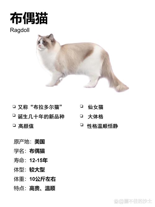 2026延安布偶厂家正规排名:正宗纯种猫舍推荐与选购避坑指南