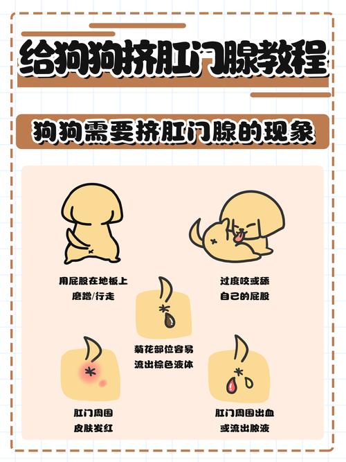 2026年白银宠物挤肛门腺前十名推荐榜单:专业服务与口碑评测
