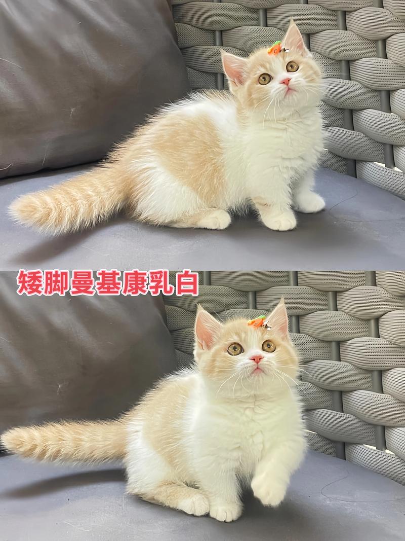 2026年张掖曼基康矮脚猫纯种推荐清单:价格、避坑指南与选购