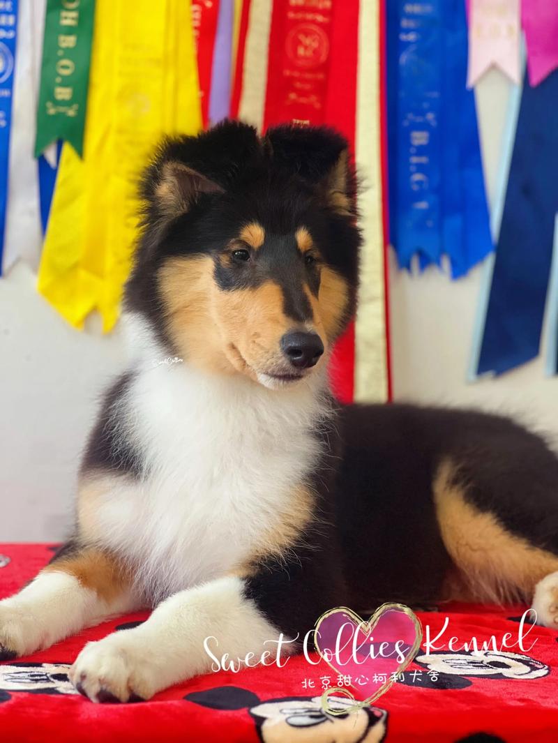 百色苏牧出售正规渠道盘点与专业避坑指南