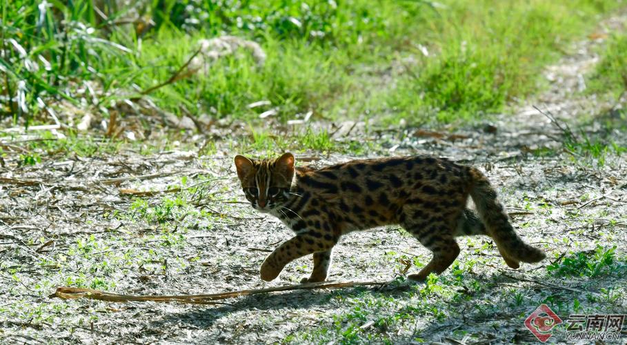 2026年吉安豹猫厂家5大正规推荐及选猫避坑指南