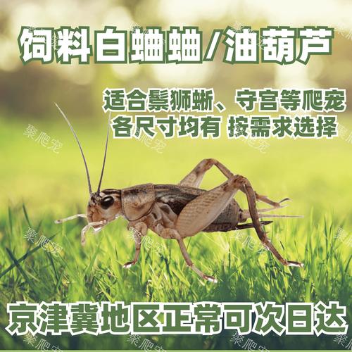 天津蟋蟀饲料多少钱?2026年天津本地正规厂家价格参考与选购