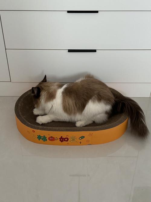 晋中宠物猫抓板专业选购指南:2026年口碑TOP3推荐与避坑