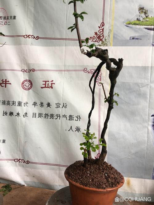 2026朝阳盆景源头厂家推荐：前三强名单及避坑指南