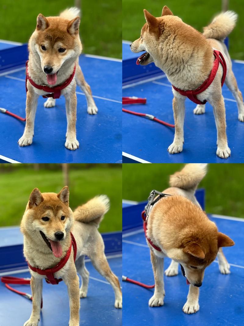 杭州柴犬纯种十强推荐:2026年正规靠谱犬舍品牌盘点与选购指