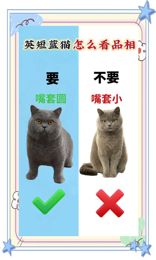 邵阳英短蓝猫配种怎么选?正规繁育基地与家庭繁育方案对比指南
