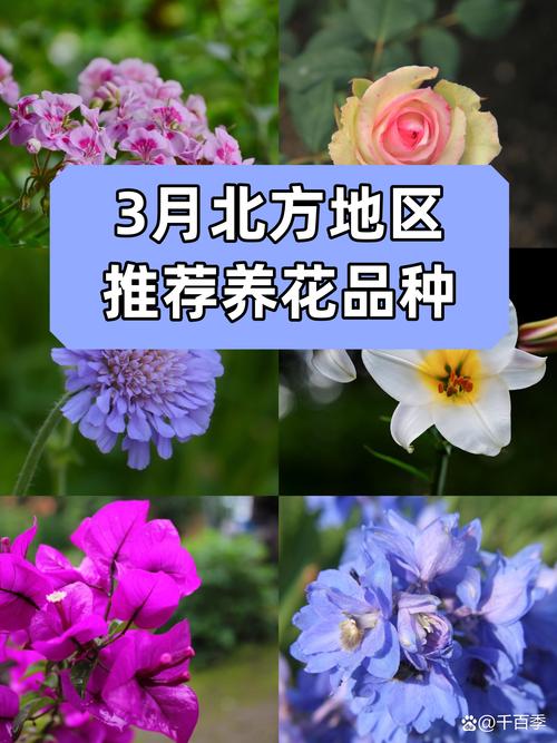 凉山鲜花绿植租赁养护服务公司2026年推荐榜单