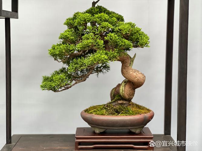 昌都盆景设计策划本地商家TOP3：2026年最新口碑推荐榜单