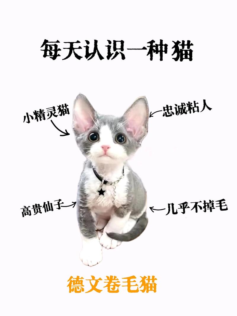 红河德文卷毛猫正宗价格一览：2026年选购指南与避坑指南