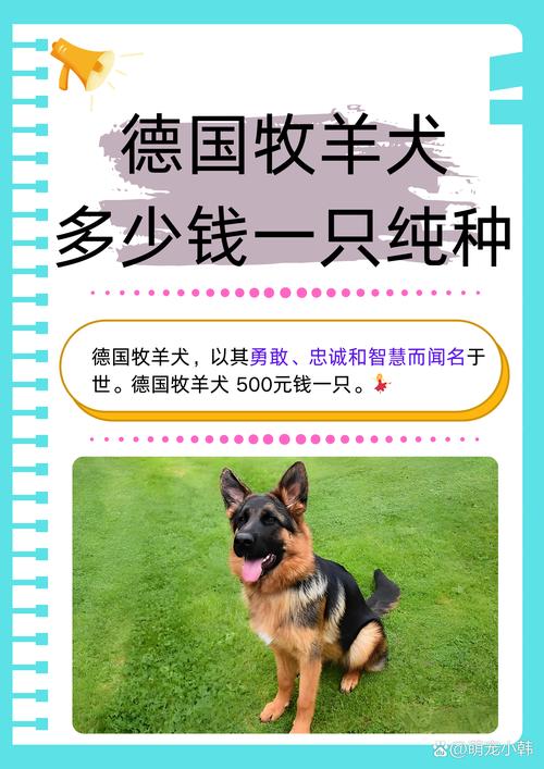 湖州德牧出售正规渠道与选购指南:如何识别优质德牧与避坑参考