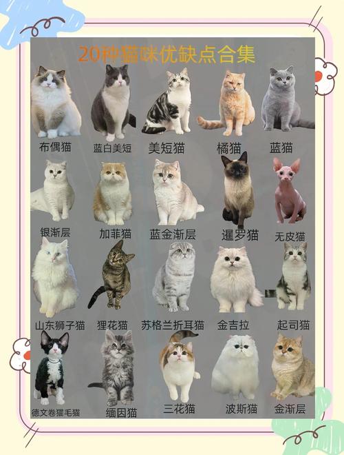 2026内江褴褛猫正宗哪家强?正规繁育渠道口碑推荐与选购避坑