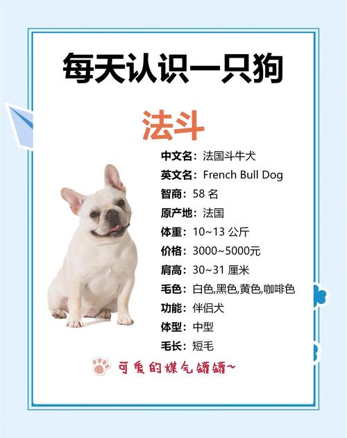 滁州法斗出售避坑：2026年选购健康纯种法斗的实用指南