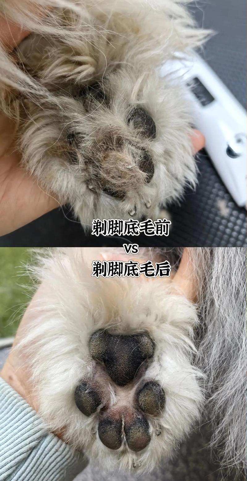 贺州宠物剃脚底毛避坑指南：2026年正规服务商价格与口碑推荐