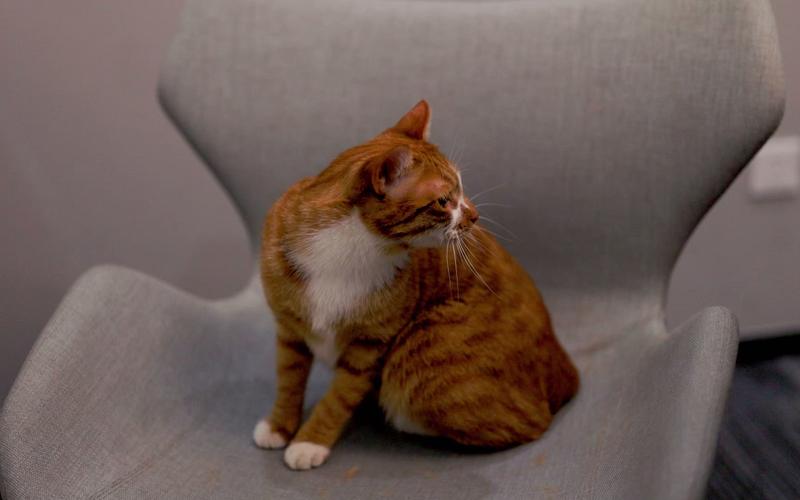 2026梧州橘猫厂家前3强盘点:正宗橘猫购买指南、价格与避坑