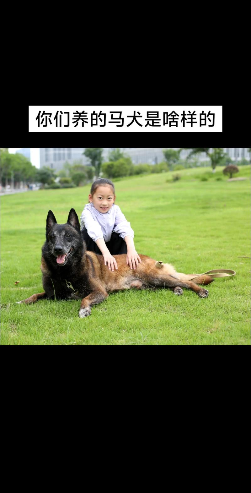 张掖马犬配种前三强推荐:2026年正规繁育基地及热门宠物配种