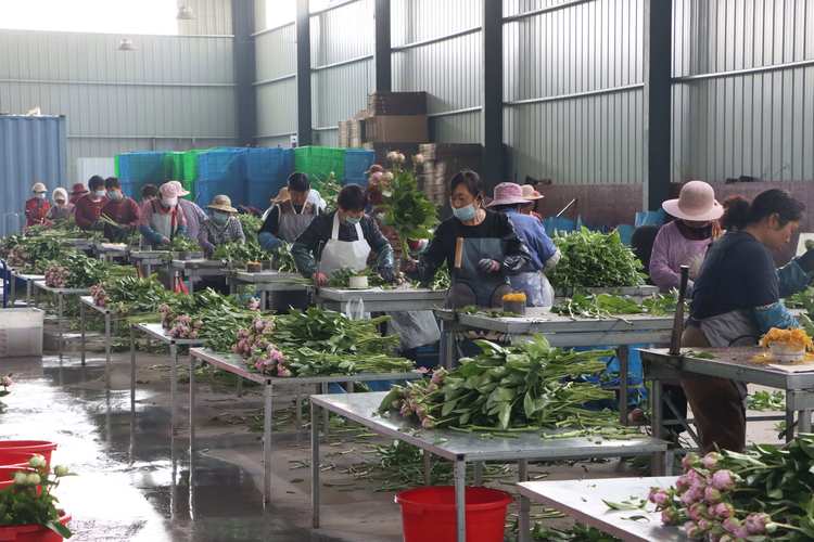 齐齐哈尔鲜花切花加工厂排行推荐:2026正规厂家价格解析与避
