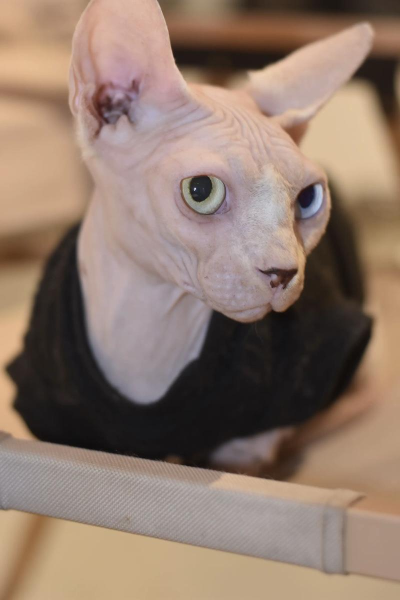 葫芦岛斯芬克斯无毛猫纯种哪里买?2026年正规厂家推荐与避坑