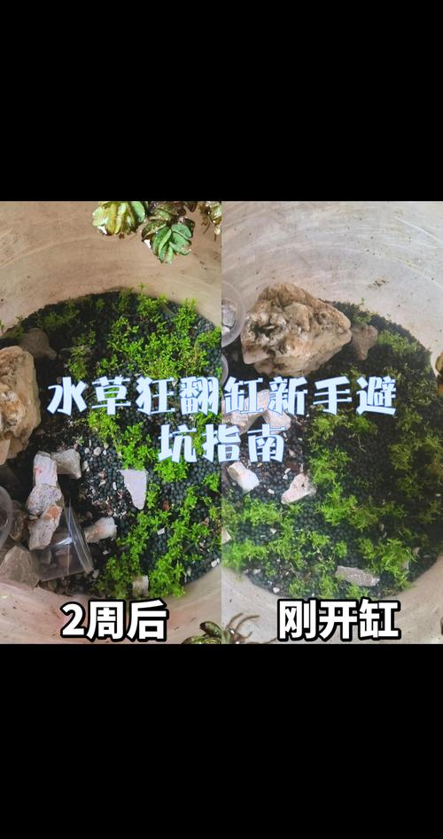 伊春本地水生水草避坑指南:优选厂家与科学配置全攻略