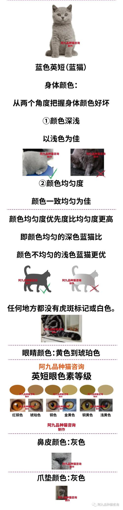 衡阳英短蓝猫配种怎么选？2026正规繁育机构避坑与专业推荐指