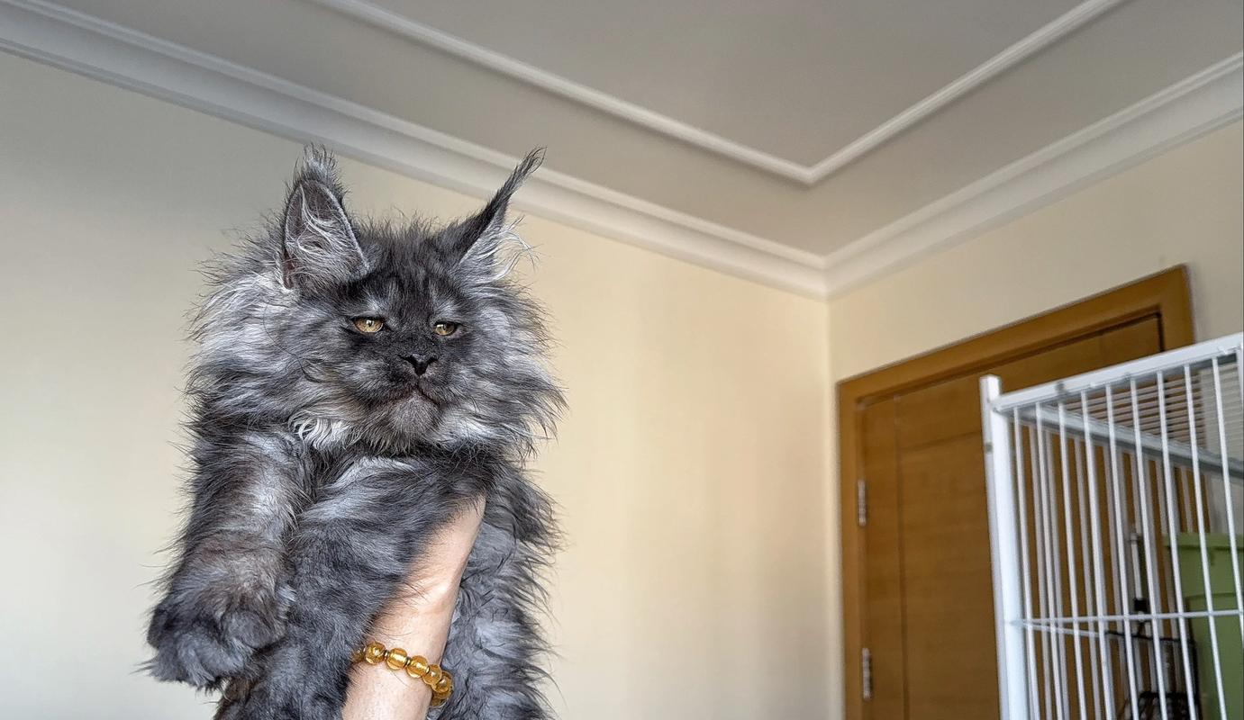 2026台州正规缅因猫厂家推荐，宠物猫行业前十强避坑指南