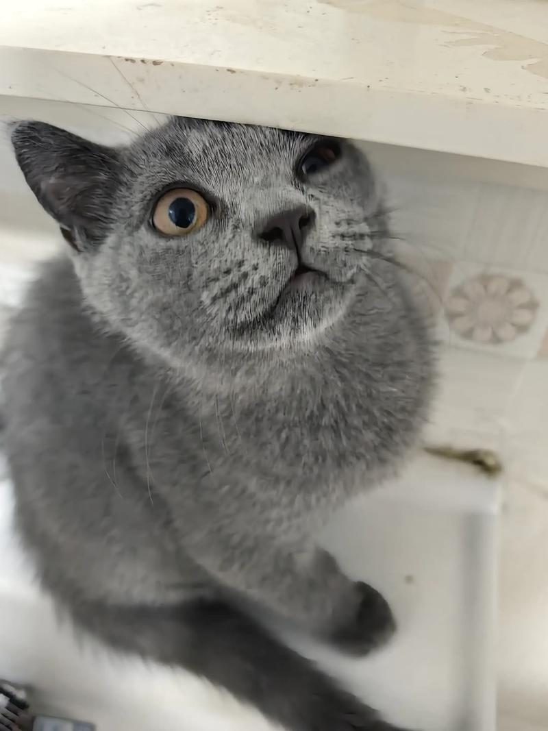 宣城英短蓝猫厂家排名2026:前三强推荐与选购避坑指南