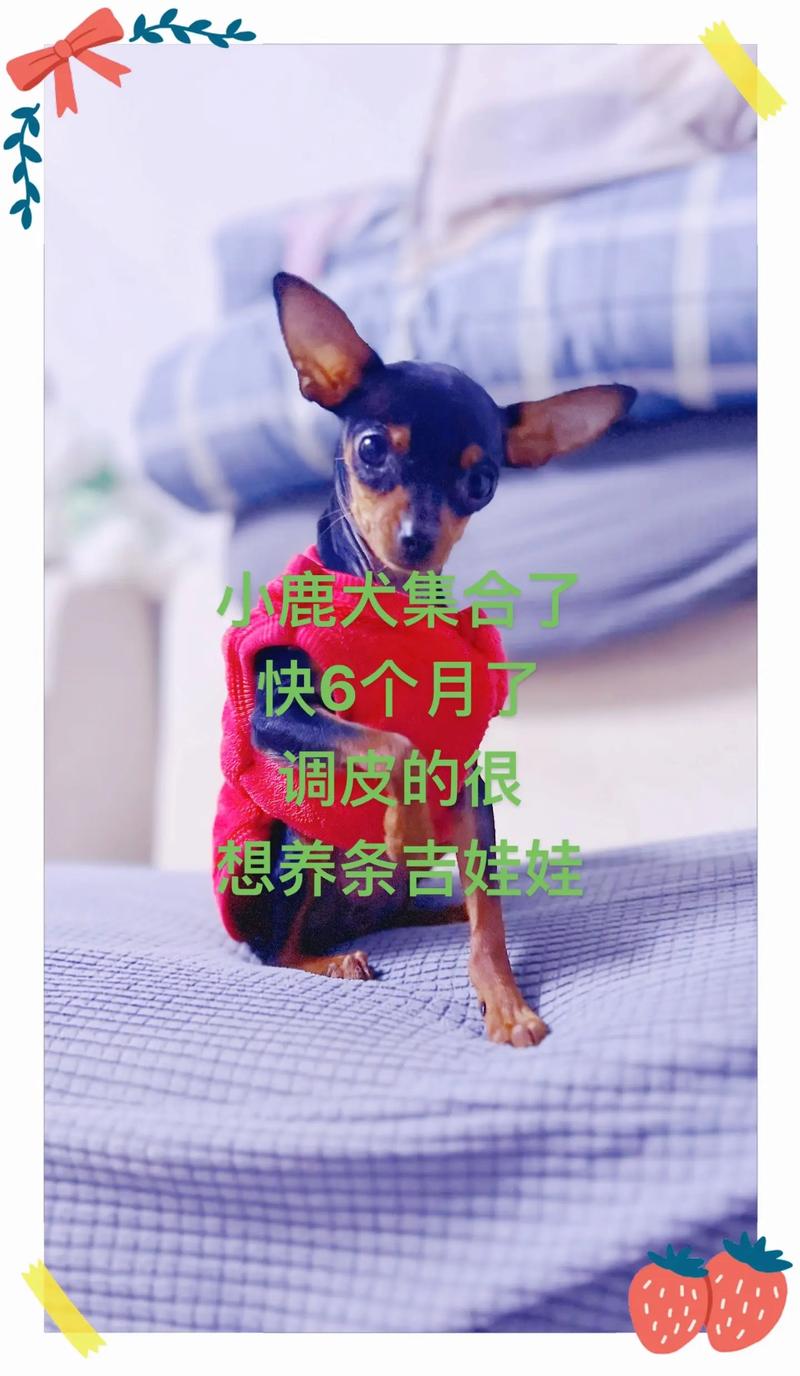 2026周口吉娃娃厂家前5名盘点:正规厂家推荐、纯种资质与避