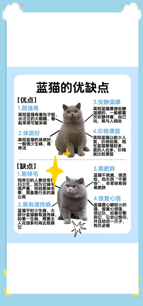 2026西宁英短蓝猫厂家推荐:正规纯种猫繁育基地榜单与避坑指