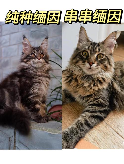 信阳缅因猫配种正规盘点:2026年口碑TOP5繁育机构推荐与