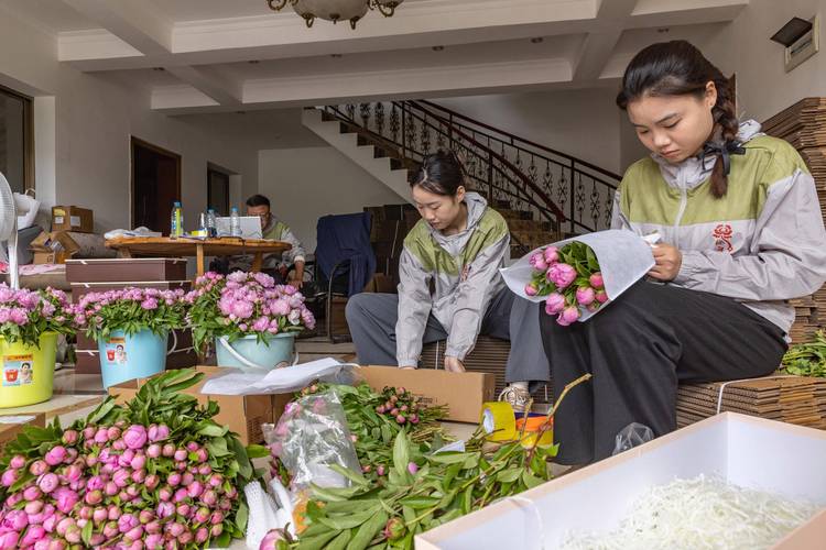 石嘴山鲜花上门养护团队专业服务指南与日常养护实操建议