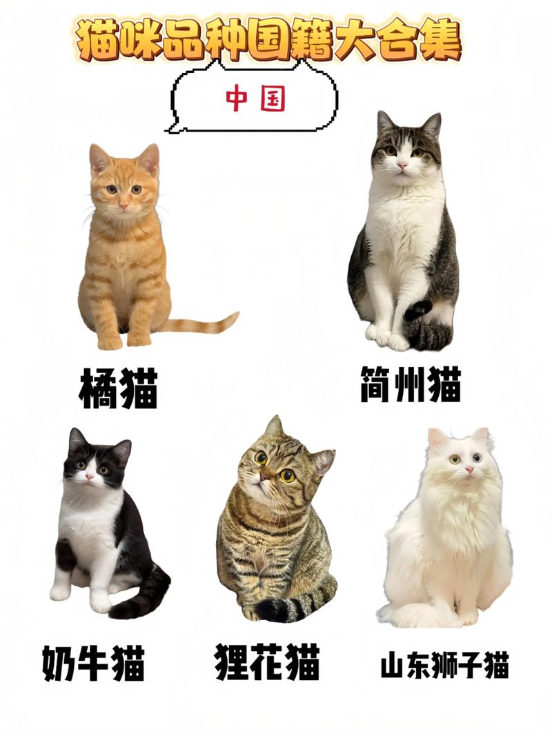 三明新加坡猫正宗5大推荐：2026年口碑排名前5名盘点