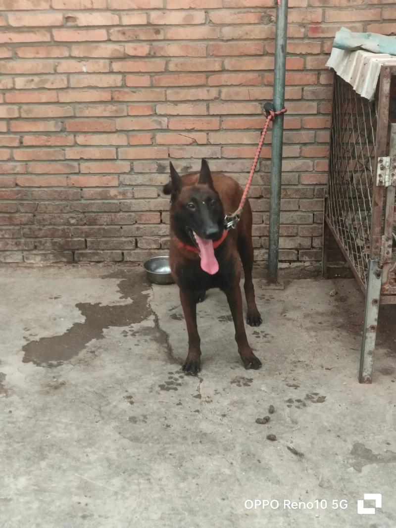 2026年鹰潭马犬厂家十强盘点:正规种犬繁育基地推荐与避坑指